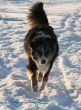 Doggies im Schnee 6.1. 2009 118.jpg
